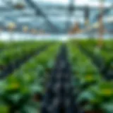 Exploring Bifi: The Future of DeFi and Yield Farming Introduction