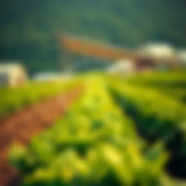 Digital currency symbols overlaid on a lush farm environment